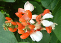 Geilston Garden, Broad Bean Flowers